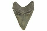 Serrated, Fossil Megalodon Tooth - South Carolina #321328-1